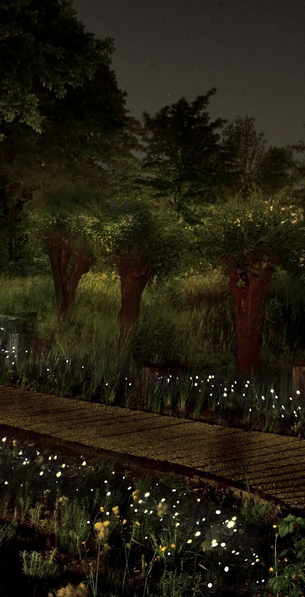 This image depicts a tranquil and enchanting nighttime scene in a lush, wooded garden environment. A long, wooden boardwalk or path winds through the verdant landscape, lined with clusters of delicate white flowers that appear to be gently illuminated, casting a magical, sparkling glow across the scene.  The path is flanked by tall, mature trees that create a canopy overhead, filtering the soft, ambient lighting from unseen sources and casting warm, filtered shadows across the ground. In the distance, a lone figure can be seen walking along the path, adding a sense of scale and human presence to the serene setting.  The overall composition creates a tranquil and enchanting atmosphere, where the interplay of natural elements and subtle lighting evokes a sense of wonder and peaceful contemplation. The scene exudes a feeling of harmony and enchantment, inviting the viewer to immerse themselves in the beauty and serenity of the outdoor garden oasis.