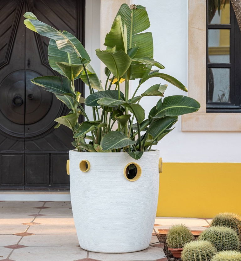 torc pot with plants