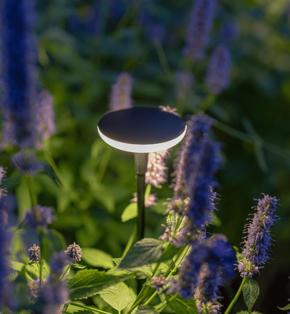 De afbeelding toont een kleine, zwarte verlichtingsarmatuur in de vorm van een bol die discreet is geïntegreerd tussen de weelderige, groene vegetatie en paarse bloemen in de tuin. De lichtarmatuur lijkt strategisch te zijn geplaatst om de natuurlijke omgeving op een subtiele manier te accentueren en te verlichten, waardoor de harmonie tussen het kunstmatige en organische element wordt benadrukt. Het beeld suggereert hoe buitenverlichting op een duurzame en esthetisch verantwoorde manier kan worden toegepast in een buitenruimte.